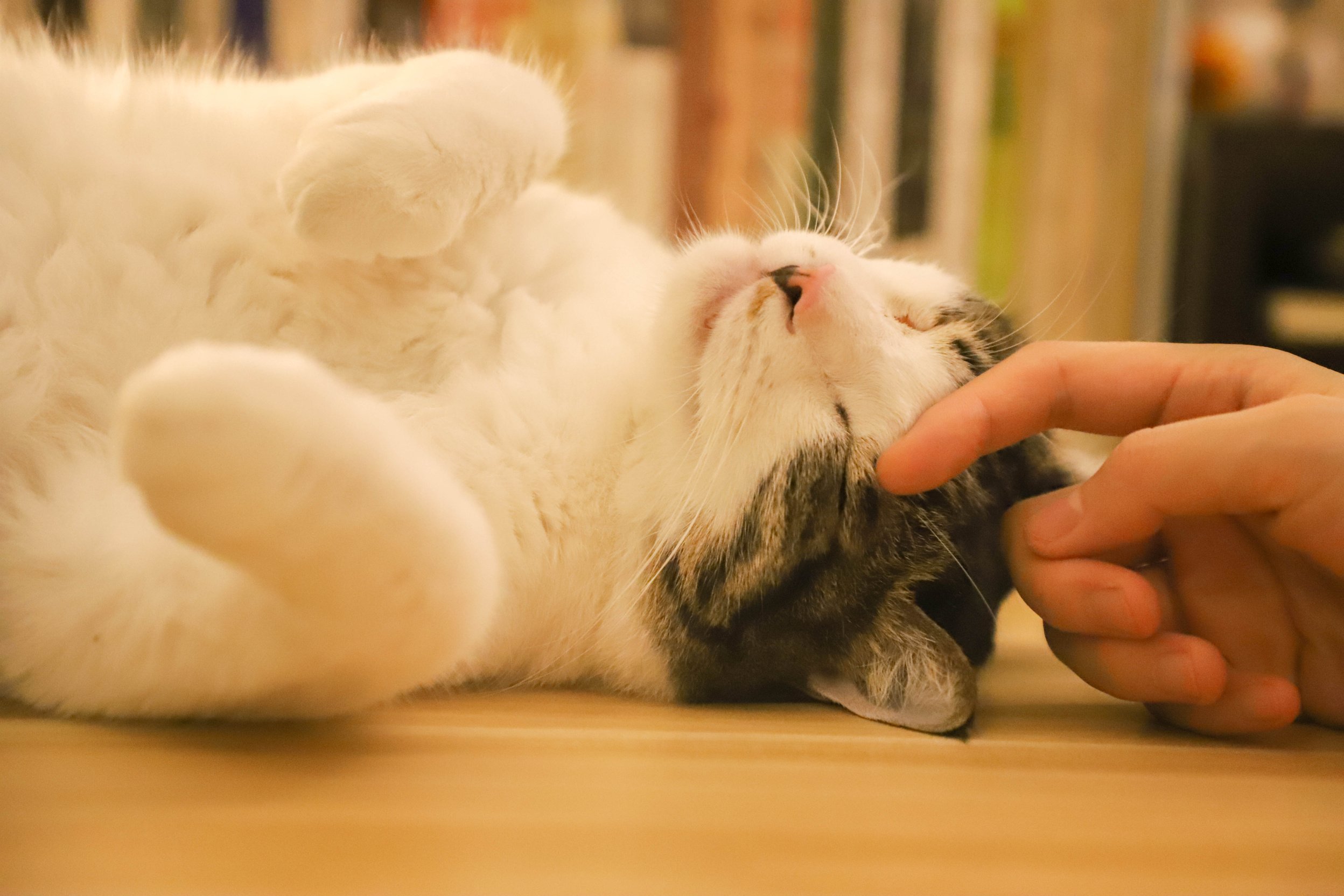 Person Touching A Cat